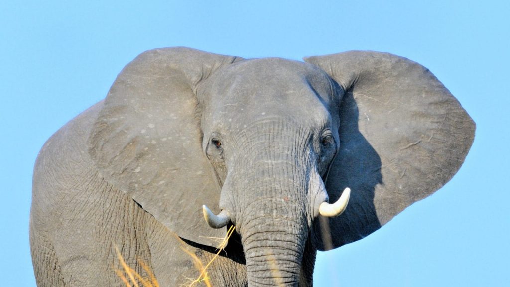 most beautiful elephants in the world