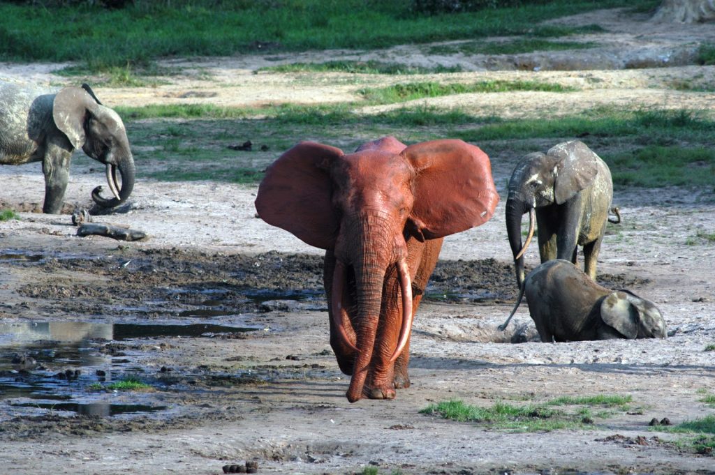 most beautiful elephants in the world